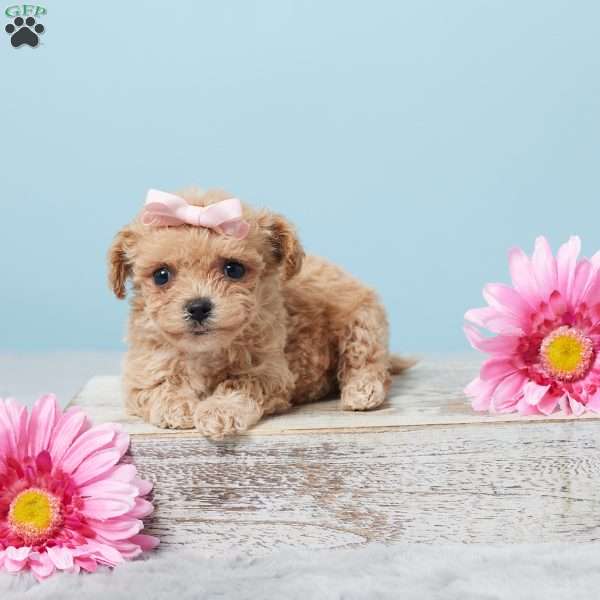 Belle, Bich-Poo Puppy